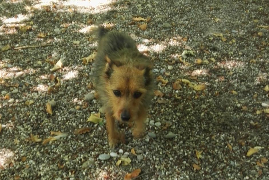 Alerta desaparecimento Cão cruzamento Fêmea , 17 anos Kunheim France