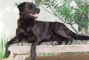 Alerta desaparecimento Cão cruzamento Macho , 10 anos Marignane France