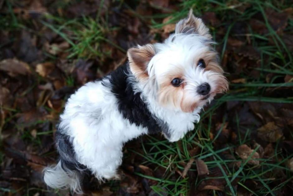 Alerta desaparecimento Cão  Fêmea , 10 anos Valleiry France
