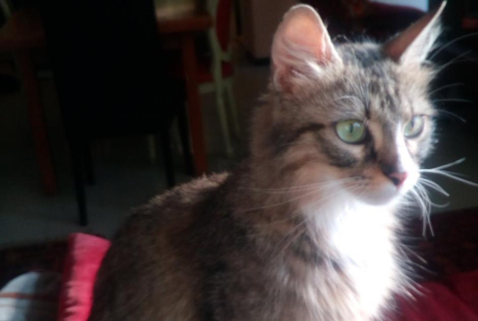 Alerta desaparecimento Gato Fêmea , 7 anos Reims France