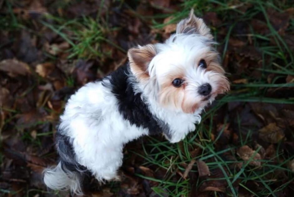 Alerta desaparecimento Cão  Fêmea , 10 anos Valleiry France