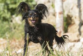 Alerta desaparecimento Cão  Macho , 6 anos Autry-Issards France