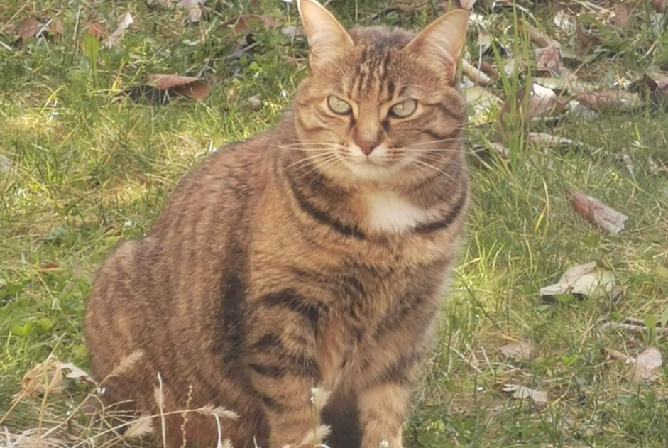 Alerta desaparecimento Gato Fêmea , 4 anos Thonon-les-Bains France