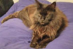 Alerta desaparecimento Gato  Fêmea , 10 anos Le Beausset France