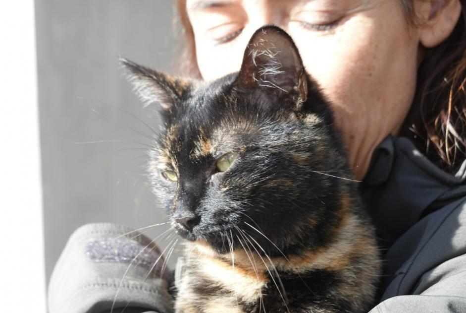 Alerta desaparecimento Gato  Fêmea , 3 anos Bidart France