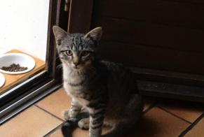 Alerta desaparecimento Gato Macho , 1 anos Oloron-Sainte-Marie France