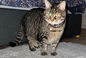 Alerta desaparecimento Gato Fêmea , 8 anos Maisons-Alfort France