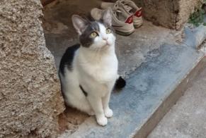Alerta desaparecimento Gato Macho , 4 anos Capestang France