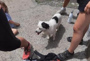 Alerta desaparecimento Cão cruzamento Macho , 4 anos Lées-Athas France