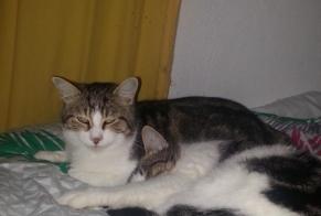 Alerta desaparecimento Gato Macho , 6 anos Moulins France