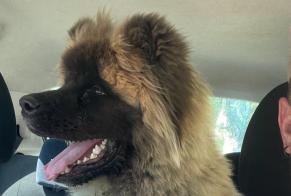 Alerta desaparecimento Cão  Macho , 1 anos Saint-Saturnin-lès-Apt France