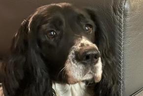 Alerta desaparecimento Cão  Fêmea , 8 anos Saint-Mard France