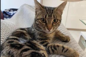 Alerta desaparecimento Gato Fêmea , 1 anos Roquefort-les-Pins France