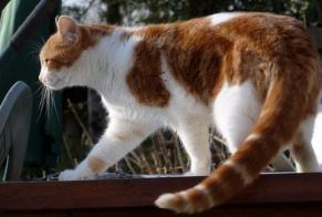 Alerta desaparecimento Gato  Macho , 1 anos Ploudiry France