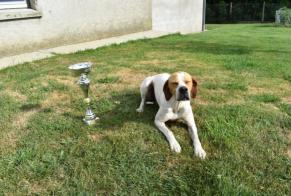 Alerta desaparecimento Cão  Fêmea , 5 anos Pouyastruc France