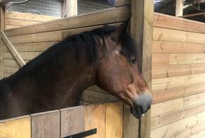 Alerta descoberta Cavalo Macho Essars France