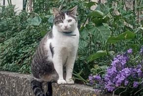 Alerta desaparecimento Gato  Fêmea , 4 anos Nogaro France