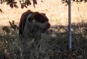 Alerta descoberta Cão Desconhecido Saint-Florent-sur-Auzonnet France