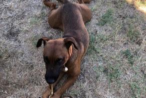 Alerta desaparecimento Cão Macho , 3 anos Saint-Cybranet France