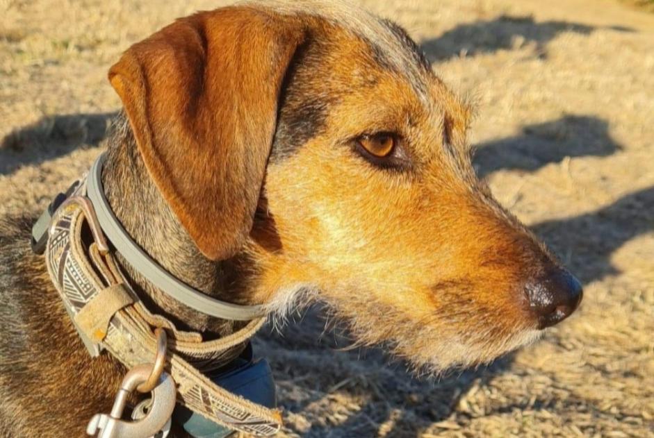 Alerta desaparecimento Cão cruzamento Fêmea , 6 anos Stotzheim France