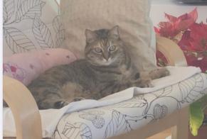 Alerta desaparecimento Gato  Fêmea , 12 anos Bordères-sur-l'Échez France