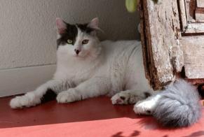 Alerta desaparecimento Gato Fêmea , 1 anos Tarbes France