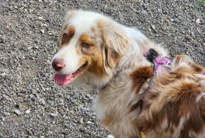 Alerta desaparecimento Cão  Fêmea , 4 anos Mirebeau France