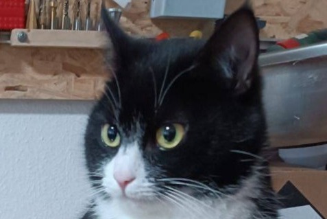 Alerta desaparecimento Gato  Fêmea , 5 anos Conty France