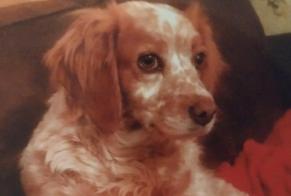 Alerta desaparecimento Cão  Fêmea , 11 anos Montdragon France