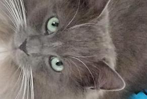Alerta desaparecimento Gato Macho , 4 anos Soumagne Belgium