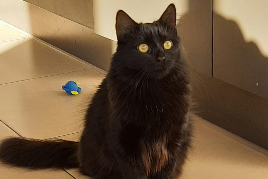 Alerta desaparecimento Gato Fêmea , 5 anos Chaumont-Gistoux Belgium