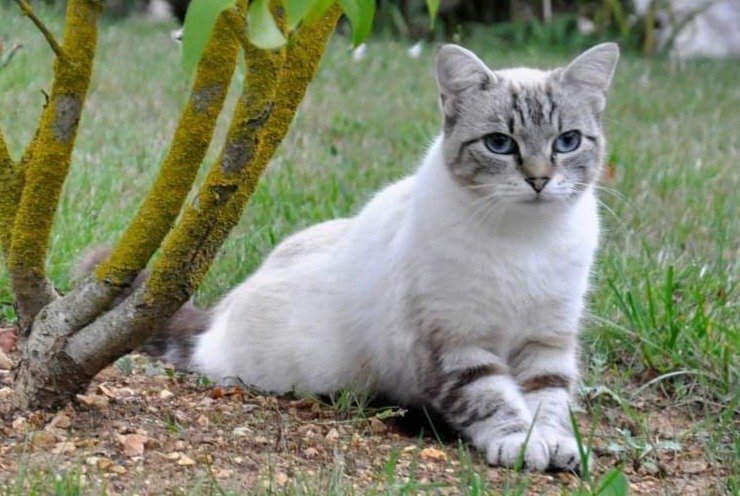 Alerta desaparecimento Gato  Fêmea , 3 anos Tremblay-les-Villages France