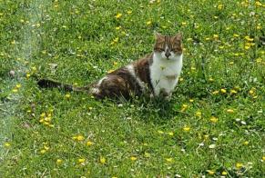 Alerta desaparecimento Gato Fêmea , 8 anos Luceau France