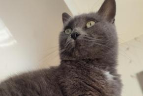 Alerta desaparecimento Gato Fêmea , 6 anos Meschers-sur-Gironde France
