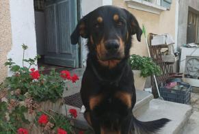 Alerta desaparecimento Cão cruzamento Macho , 4 anos L'Isle-Arné France
