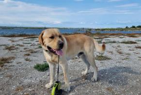 Alerta desaparecimento Cão  Macho , 3 anos Dagneux France