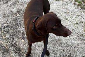 Alerta desaparecimento Cão  Macho , 2 anos Grandcamp-Maisy France