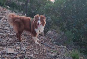 Alerta desaparecimento Cão  Macho , 1 anos La Garde France