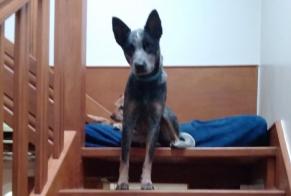 Alerta desaparecimento Cão  Fêmea , 2 anos Corseul France