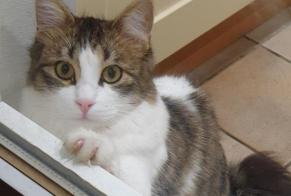 Alerta desaparecimento Gato Macho , 1 anos Nancy France