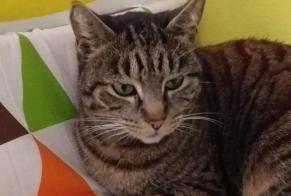 Alerta desaparecimento Gato Fêmea , 6 anos Montpellier France