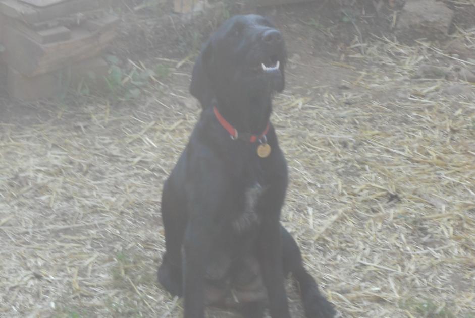 Alerta desaparecimento Cão  Fêmea , 5 anos Saint-Maudan France