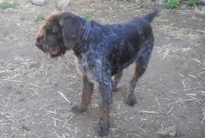 Alerta desaparecimento Cão  Macho , 5 anos Saint-Maudan France