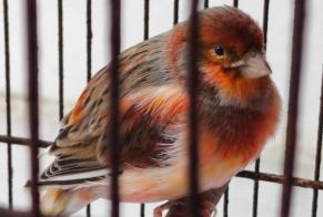 Alerta descoberta Pássaro Desconhecido Vitry-sur-Seine France