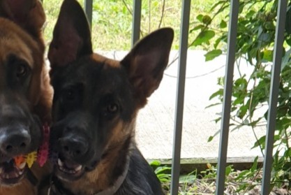 Alerta desaparecimento Cão  Fêmea , 3 anos Frouzins France