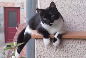 Alerta desaparecimento Gato Fêmea , 2 anos Prades France