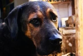 Alerta desaparecimento Cão cruzamento Macho , 8 anos Bègles France