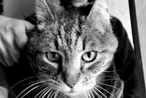 Alerta desaparecimento Gato Macho , 8 anos Crac'h France