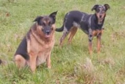 Alerta desaparecimento Cão  Fêmea , 2 anos Brech France