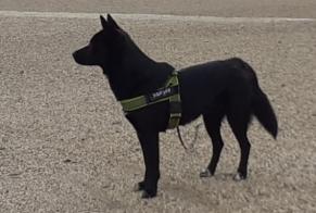 Alerta desaparecimento Cão cruzamento Macho , 3 anos Fontenay-sous-Bois France